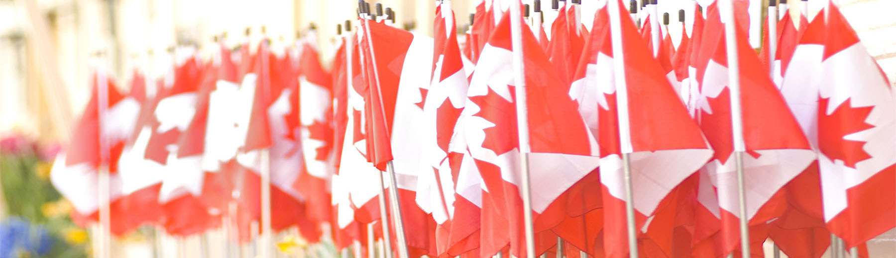 Canadian flags
