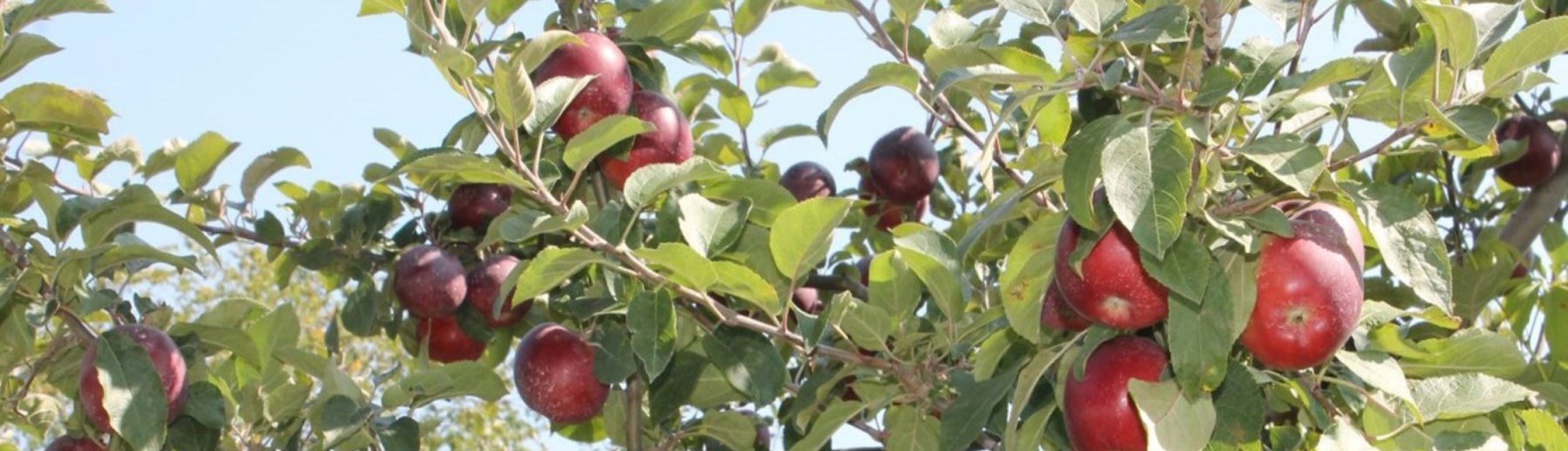 Apples growing on an apple tree